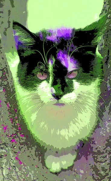 แมวน อยน กบนร วในปาตาโกเน อาร เจนต กษณ ภาพประกอบป อปอาร นหล — ภาพถ่ายสต็อก