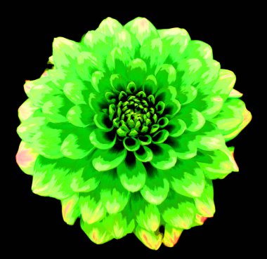 Dahlia, Meksika, Orta Amerika ve Kolombiya 'da yetişen tüylü, veremli ve uzun ömürlü bir bitki cinsidir.