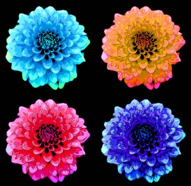 Dahlia, Meksika, Orta Amerika ve Kolombiya 'da yetişen tüylü, veremli ve uzun ömürlü bir bitki cinsidir.