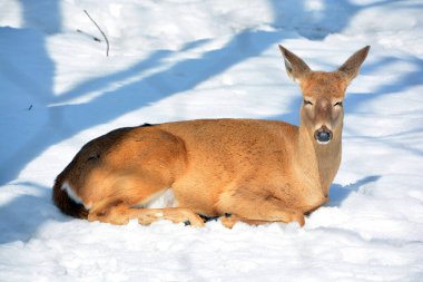 young deer lying in the snow