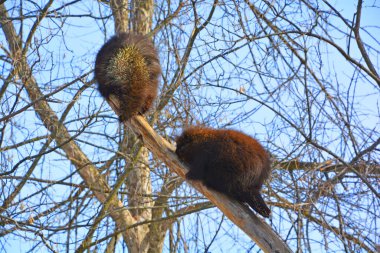The North American porcupines (Erethizon dorsatum), also known as the Canadian porcupines or common porcupines, is a large rodent in the New World porcupine family