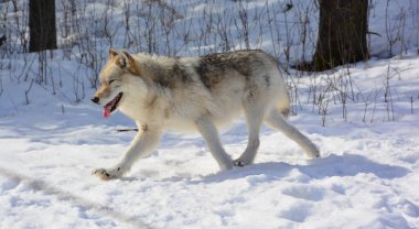 Kışlık gri kurtta (ayrıca kereste veya batı kurdu olarak da bilinir) Avrasya ve Kuzey Amerika 'nın vahşi ve uzak bölgelerine özgü bir köpek türüdür. Ailesinin en büyük üyesidir.
