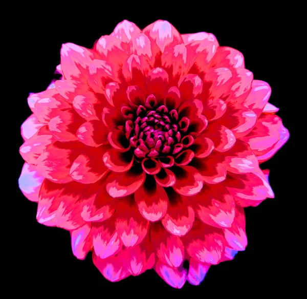 Dahlia is a genus of bushy, tuberous, perennial plants native to Mexico, Central America, and Colombia sign illustration pop-art background icon with color spots
