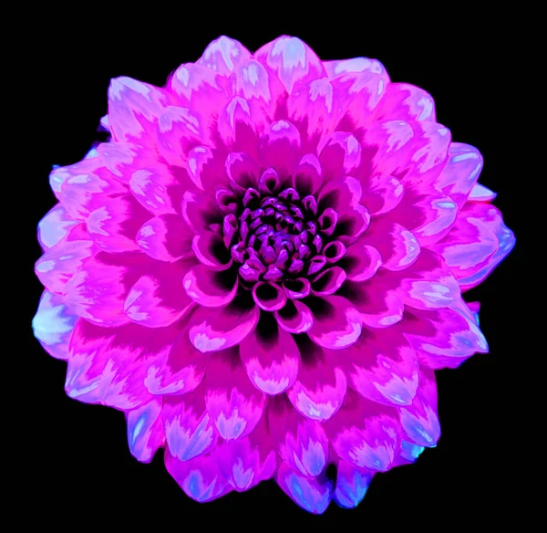 Dahlia is a genus of bushy, tuberous, perennial plants native to Mexico, Central America, and Colombia sign illustration pop-art background icon with color spots