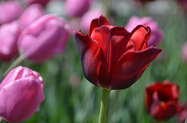 Tulpaner Flerårig Lökig Växt Med Prunkande Blommor Släktet Tulipa Varav — Stockfoto
