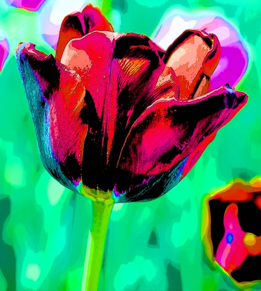 Tulips is a perennial, bulbous plant with showy flowers in the genus Tulipa, of which up to 109 species sign illustration pop-art background icon with color spots