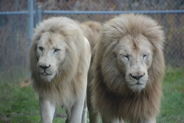 Portrait Lions Zoo — Stockfoto