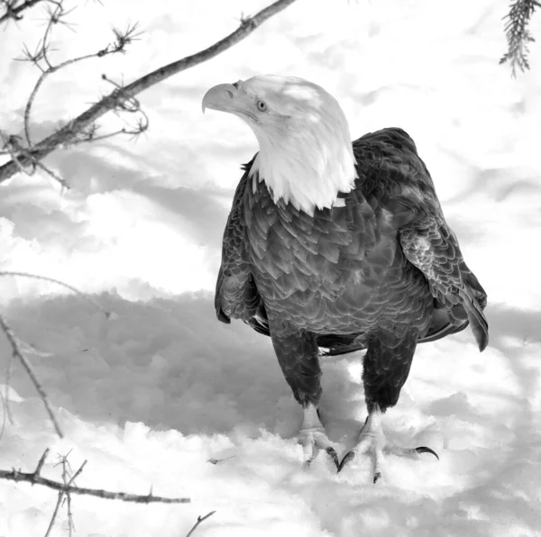 bald eagle on the snow in the winter in black and white