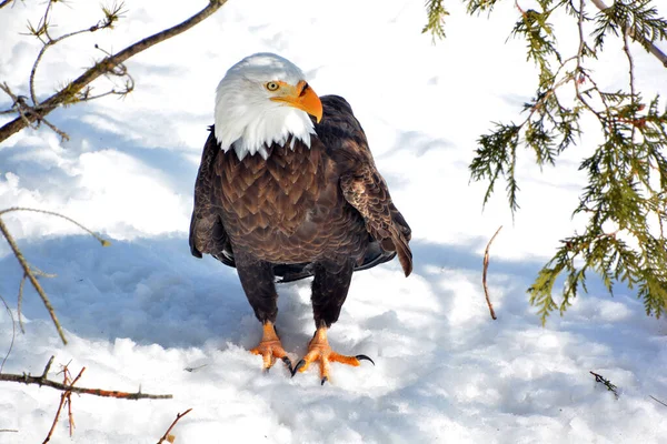 Bald Eagle Snow Winter — Stok fotoğraf