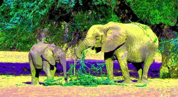 Desert Elephants Distinct Species Elephant African Bush Elephants Loxodonta Africana — Fotografia de Stock