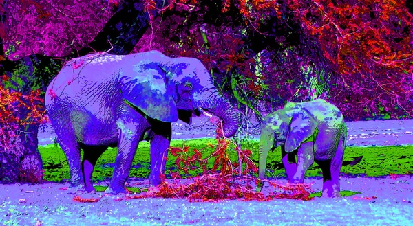 Desert Elephants Distinct Species Elephant African Bush Elephants Loxodonta Africana — 图库照片