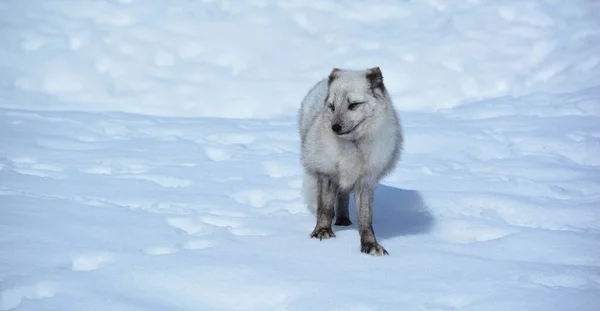 In winter arctic fox (Vulpes lagopus), also known as the white, polar or snow fox, is a small fox native to the Arctic regions of the Northern Hemisphere and common throughout the Arctic tundra biome