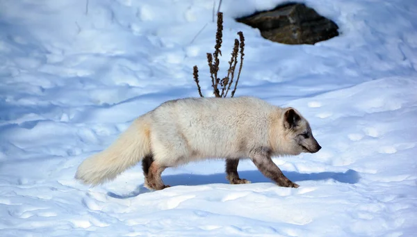 In winter arctic fox (Vulpes lagopus), also known as the white, polar or snow fox, is a small fox native to the Arctic regions of the Northern Hemisphere and common throughout the Arctic tundra biome