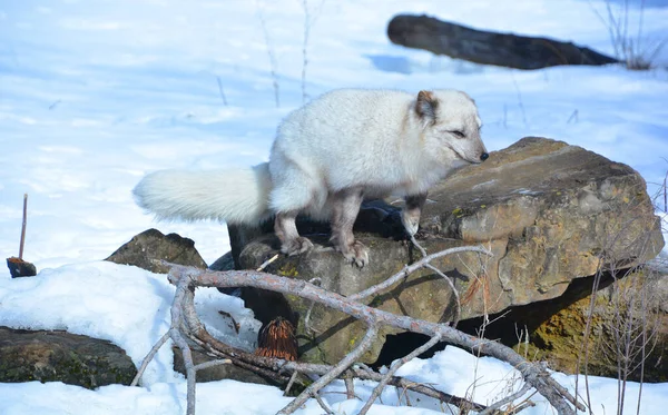 Zimie Lisica Arktyczna Vulpes Lagopus Znana Również Jako Lis Biały — Zdjęcie stockowe