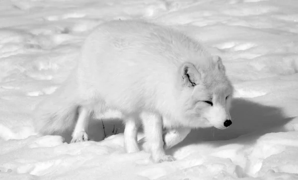 在冬季北极狐狸 Vulpes Lagopus 也被称为白狐 极地狐狸或雪狐 是一种原产于北半球北极地区的小狐狸 在整个北极冻土带生物群中很常见 — 图库照片