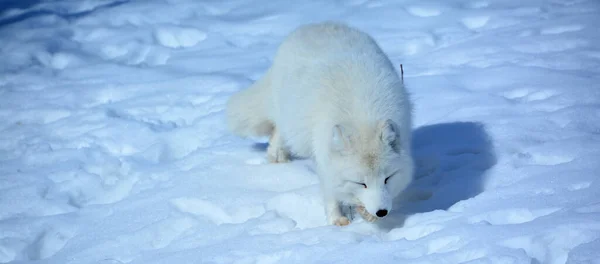 Зимой Арктическая Лиса Vulpes Lagopus Известная Белая Полярная Снежная Лиса — стоковое фото