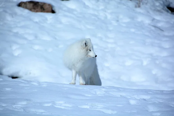 In winter arctic fox (Vulpes lagopus), also known as the white, polar or snow fox, is a small fox native to the Arctic regions of the Northern Hemisphere and common throughout the Arctic tundra biome