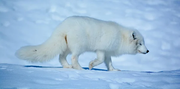 Invierno Zorro Ártico Vulpes Lagopus También Conocido Como Zorro Blanco —  Fotos de Stock