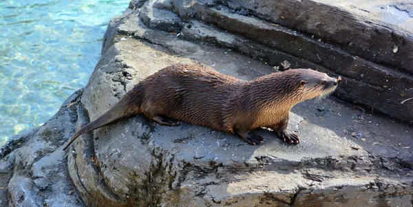 Otter Carnivorous Mammal Subfamily Lutrinae Winter —  Fotos de Stock