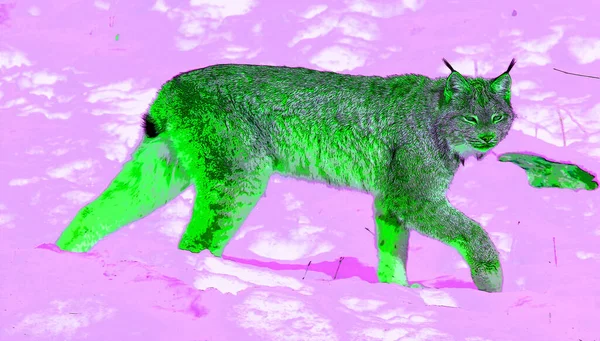 Lynx Sinal Ilustração Pop Art Ícone Fundo Com Manchas Cor — Fotografia de Stock