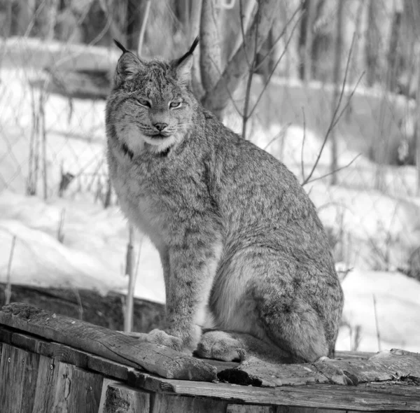 Winter Canada Lynx Couple Canadian Lynx North American Mammal Cat — стоковое фото