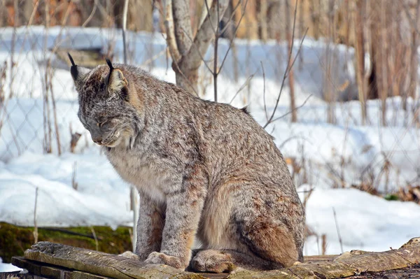 Winter Canada Lynx Couple Canadian Lynx North American Mammal Cat — стоковое фото