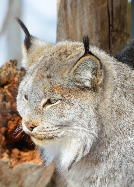 Winter Canada Lynx Couple Canadian Lynx North American Mammal Cat — стоковое фото