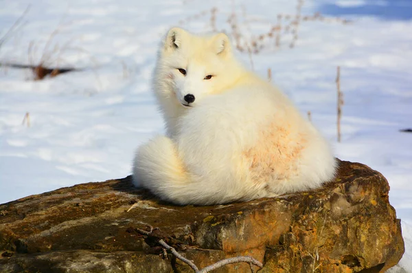 Арктический Лис Vulpes Habopus Известный Белый Полярный Снежный Лис Является — стоковое фото