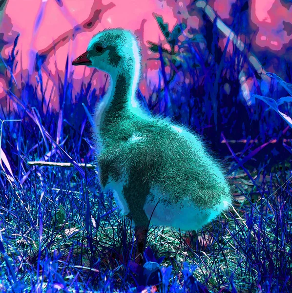 Goose Chick Illustration Pop Art Background Icon Color Spot — Stock fotografie