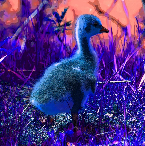 Goose Chick Illustration Pop Art Background Icon Color Spot — 스톡 사진