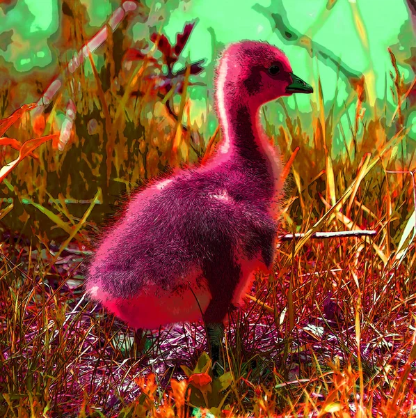 Goose Chick Illustration Pop Art Background Icon Color Spot — Φωτογραφία Αρχείου