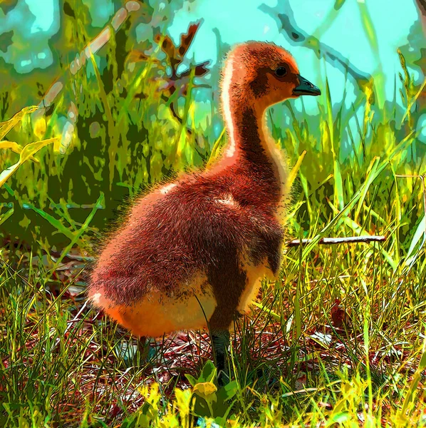 Goose Chick Illustration Pop Art Background Icon Color Spot — Photo