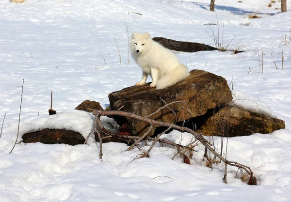 Αρκτική Αλεπού Vulpes Lagopus Επίσης Γνωστή Λευκή Πολική Χιονοαλεπού Είναι — Φωτογραφία Αρχείου