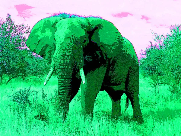 Ícone Elefante Arte Pop Com Manchas Cor — Fotografia de Stock