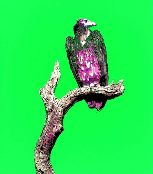 Vulture Scavenging Birds Sign Illustration Pop Art Background Icon Color — Stock Photo, Image