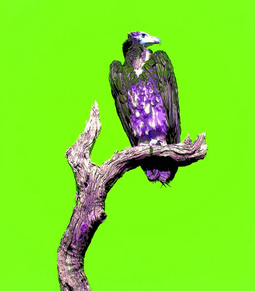 Vulture Scavenging Birds Sign Illustration Pop Art Background Icon Color — Stok fotoğraf