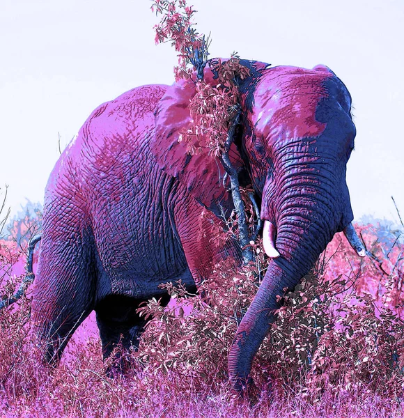 Icono Elefante Arte Pop Con Manchas Color — Foto de Stock