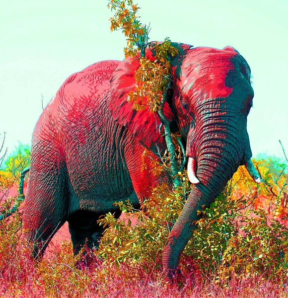 Pop Art Elefánt Ikon Színes Foltok — Stock Fotó
