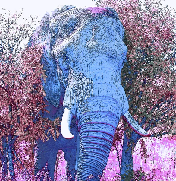 Pictograma Elefantului Pop Art Pete Culoare — Fotografie, imagine de stoc