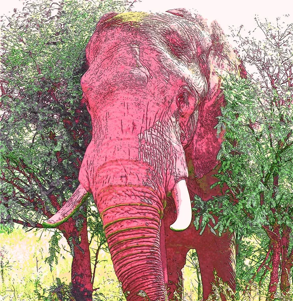 Ícone Elefante Arte Pop Com Manchas Cor — Fotografia de Stock