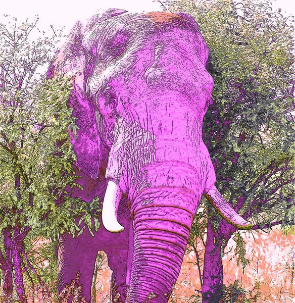 Поп Арт Икона Слона Цветовыми Пятнами — стоковое фото