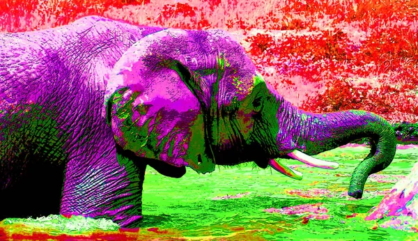 Pop Art Olifant Pictogram Met Kleurvlekken — Stockfoto