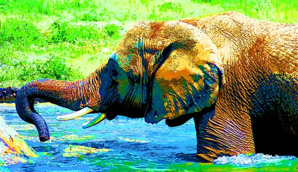 Pop Konst Elefant Ikon Med Färgfläckar — Stockfoto