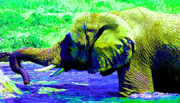 Pop Art Elefánt Ikon Színes Foltok — Stock Fotó
