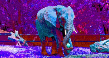 Renkli pop sanat fili simgesi.