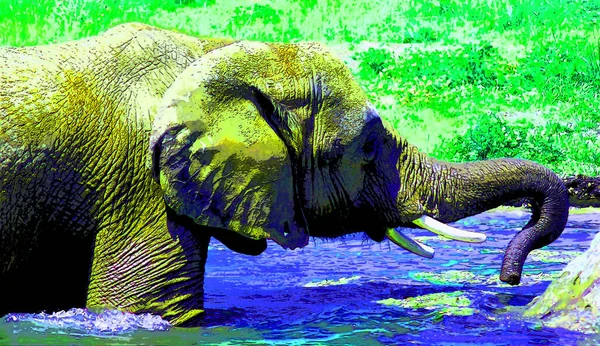 Icona Elefante Pop Art Con Macchie Colore — Foto Stock