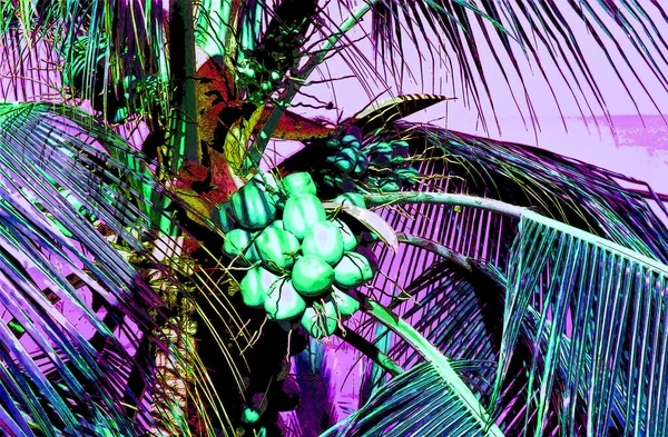 Coconut Palm Tree Nuts Sign Illustration Pop Art Background Icon — Stockfoto