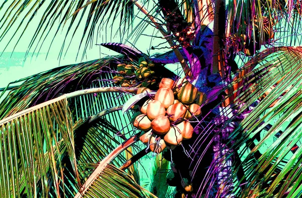 Coconut Palm Tree Nuts Sign Illustration Pop Art Background Icon — Φωτογραφία Αρχείου