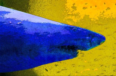 Deniz balığı resim çizimi renk lekeli pop-art arkaplan simgesi