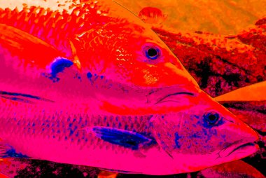 Fishes sign illustration pop-art background icon with color spots